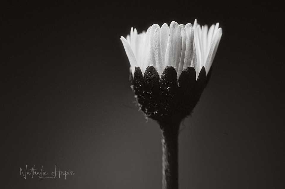 pâquerette en noir et blanc