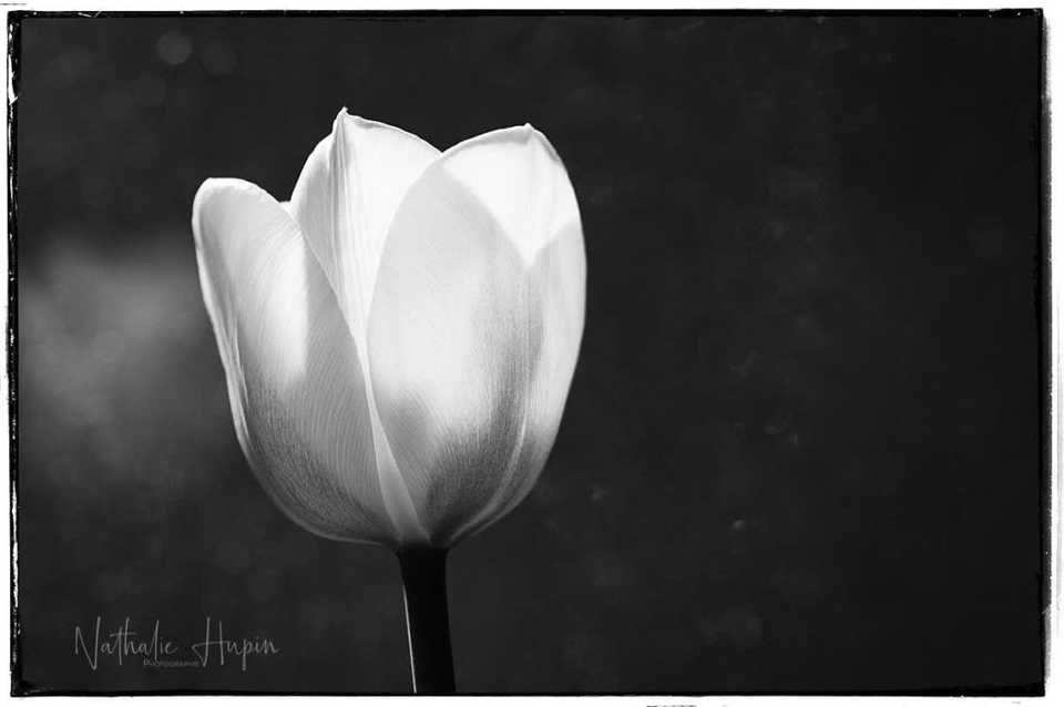 tulipe en noir et blanc en grand plan