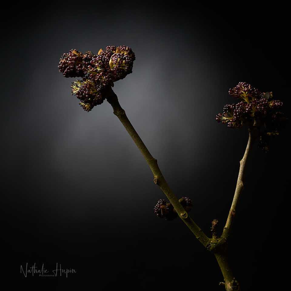 détail d'une frêne